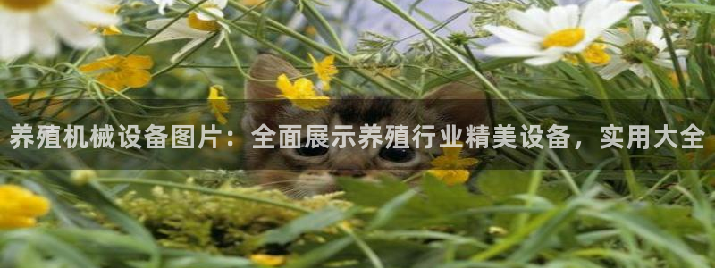 九游会官网进入口